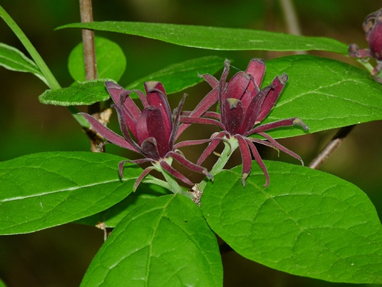{Calycanthus floridus}